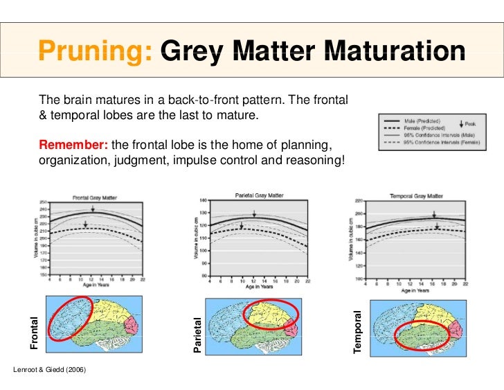 Prefrontal Maturation Cortex Of Prefrontal Maturation Cortex Of